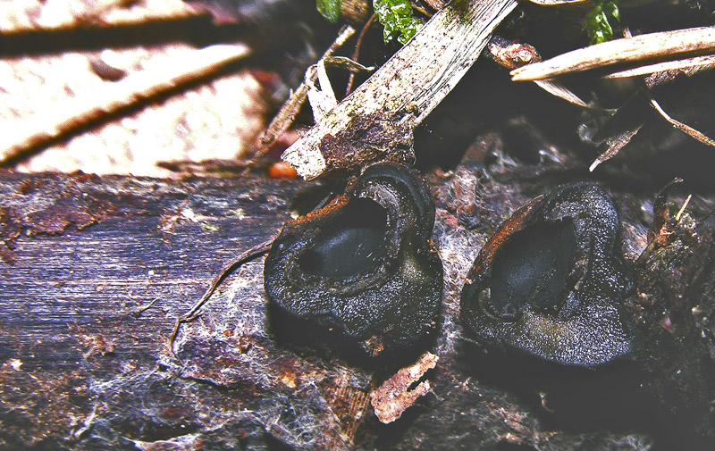 Plectania melastoma. Scheda fotografica